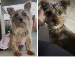 Lost Unknown Dog last seen Skelton dr, Mckamy dr, Ashington dr & Gears rd., Houston, TX 77067
