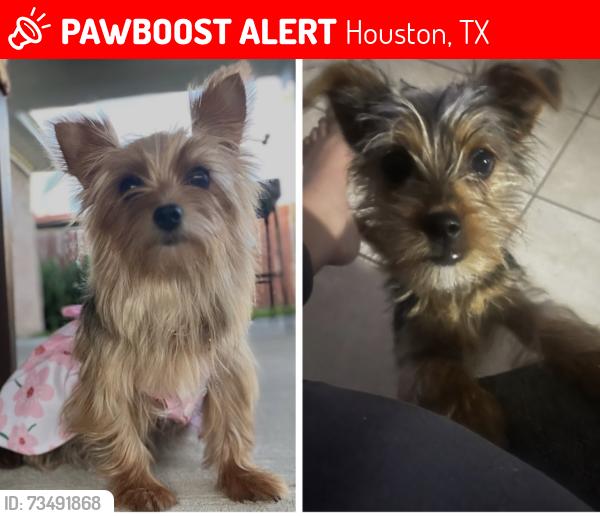 Lost Unknown Dog last seen Skelton dr, Mckamy dr, Ashington dr & Gears rd., Houston, TX 77067