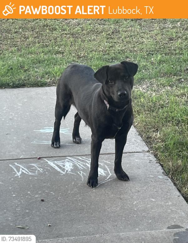 Found/Stray Unknown Dog last seen 2nd Place and Buddy Holly, Lubbock, TX 79401