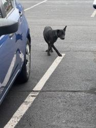 Found/Stray Unknown Dog last seen In the complex just running scared. He Just won’t let anyone get close to him, Memphis, TN 38118