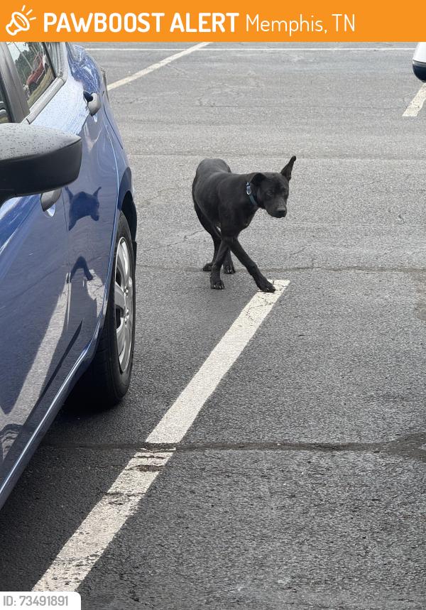 Found/Stray Unknown Dog last seen In the complex just running scared. He Just won’t let anyone get close to him, Memphis, TN 38118