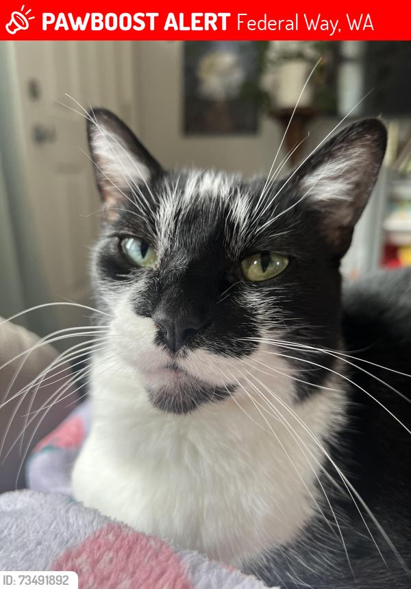 Lost Female Cat last seen 308th st sw and 12th ave sw, Federal Way, WA 98023