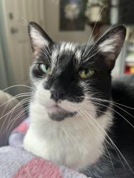 Lost Female Cat last seen 308th st sw and 12th ave sw, Federal Way, WA 98023