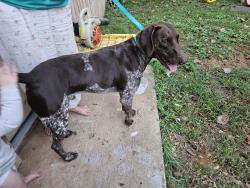Reunited Male Dog last seen Near East Way Drive Semmes AL, Semmes, AL 36575