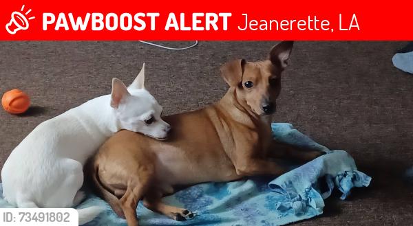 Lost Male Dog last seen Golf gas station, Jeanerette, LA 70544