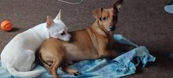 Lost Male Dog last seen Golf gas station, Jeanerette, LA 70544