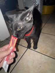 Reunited Female Cat last seen Dollarhide Ave and Bolmore, San Antonio, TX 78223