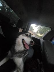 Reunited Female Dog last seen Worley Middle School, Mansfield, TX 76063
