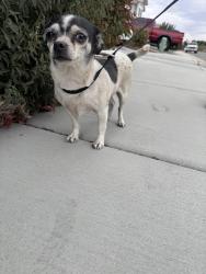 Reunited Female Dog last seen Elm St, Tehachapi, CA 93561