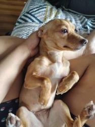 Lost Female Dog last seen Near BASSWOOD AVE, El Paso, TX 79925
