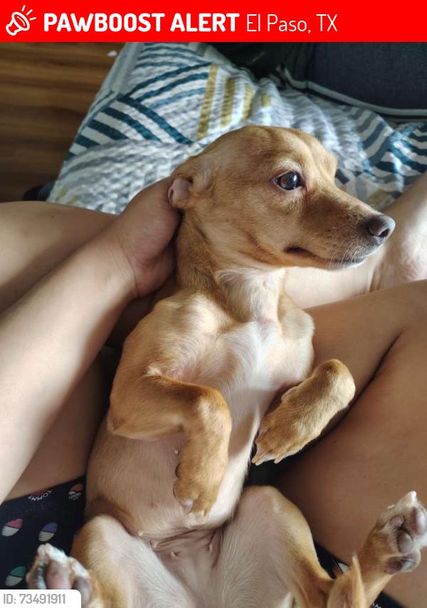 Lost Female Dog last seen Near BASSWOOD AVE, El Paso, TX 79925