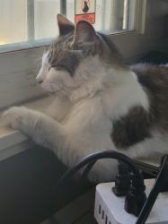 Lost Male Cat last seen Delaware Ave & Sonoma/Mendocino Ave, Stockton, CA 95204