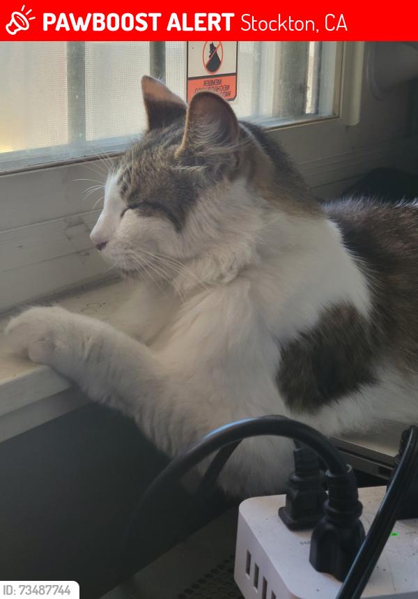 Lost Male Cat last seen Delaware Ave & Sonoma/Mendocino Ave, Stockton, CA 95204