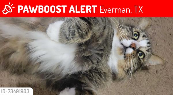 Lost Male Cat last seen Columbine Dr and Forest Hill Dr, Everman, TX 76140