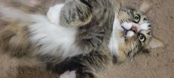 Lost Male Cat last seen Columbine Dr and Forest Hill Dr, Everman, TX 76140