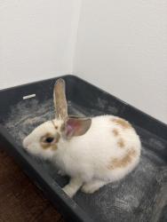 Found/Stray Unknown Rabbit last seen Modena Sy, Gastonia, NC 28054