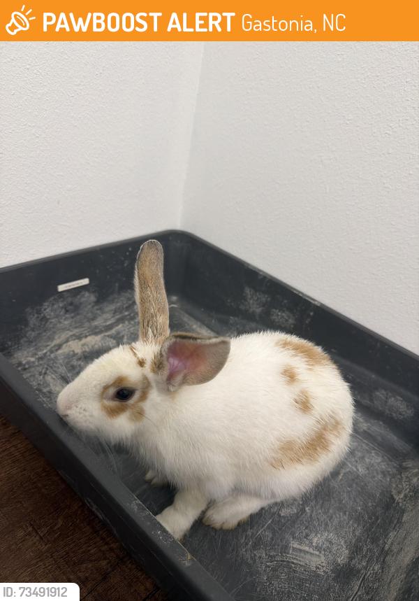 Found/Stray Unknown Rabbit last seen Modena Sy, Gastonia, NC 28054