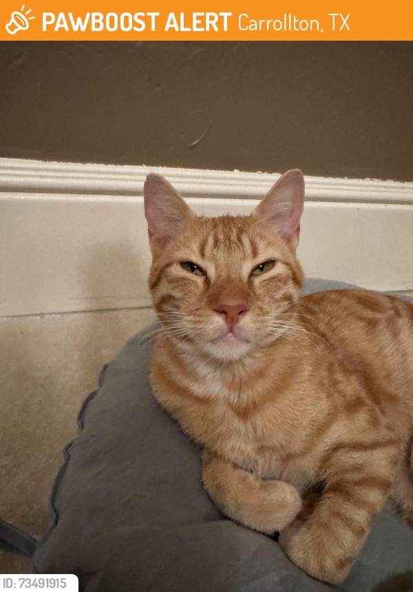 Found/Stray Male Cat last seen Branch Hollow Dr, Carrollton, TX 75007, Carrollton, TX 75007