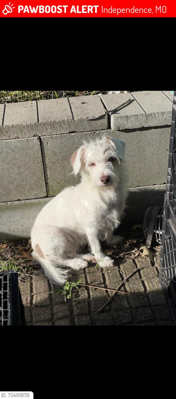 Lost Female Dog last seen liberty and silver Ln, Independence, MO 64050
