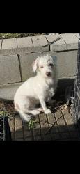 Lost Female Dog last seen liberty and silver Ln, Independence, MO 64050