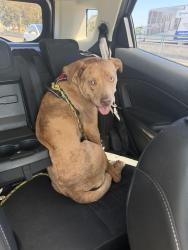 Reunited Female Dog last seen Chestnut st, Redwood City, CA 94062