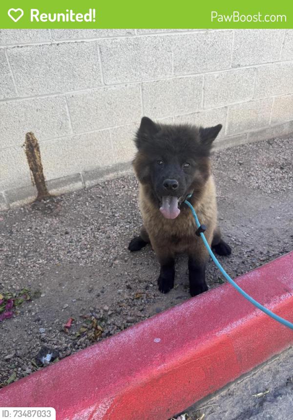 Reunited Female Dog last seen Lindsey Rd & E Main St., Mesa, AZ 85213