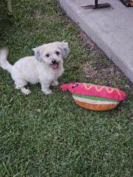 Found/Stray Male Dog last seen Near Berard Cir, Beaumont, TX 77705