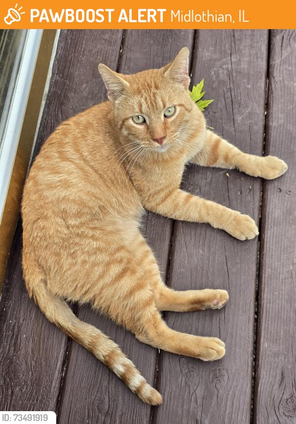 Found/Stray Male Cat last seen Clifton park, Midlothian, IL 60445