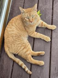 Found/Stray Male Cat last seen Clifton park, Midlothian, IL 60445