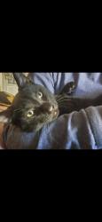 Reunited Male Cat last seen Near E Noble Dr, Edmond, OK 73034, USA, Edmond, OK 73034