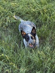 Lost Female Dog last seen Abrams road & Washington Ave, Lake County, FL 32736