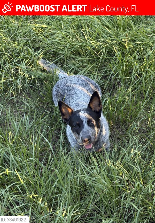 Lost Female Dog last seen Abrams road & Washington Ave, Lake County, FL 32736