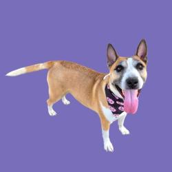 Shelter Stray Female Dog last seen Near BLOCK HABERKERN DR, LEBEC CA 93243, 3951 Fruitvale Ave, Bakersfield, CA 93308, USA