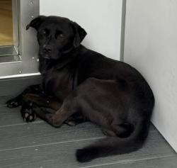 Shelter Stray Male Dog last seen Near BLOCK N PEPPER AVE, 333 Chandler Pl, San Bernardino, CA 92408, USA