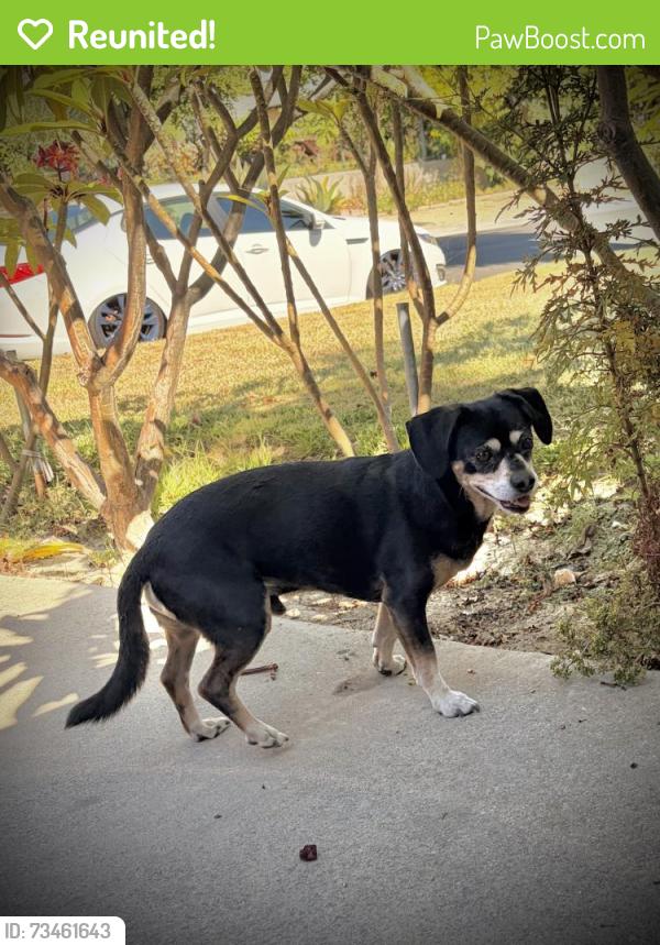 Reunited Male Dog last seen Morganfield Ave / Vermillion St, West Covina, CA 91792