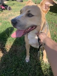 Reunited Female Dog last seen Youngsville highway, Youngsville, LA 70592