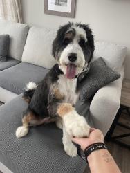 Reunited Female Dog last seen Piper Glen Golf Course, Charlotte, NC 28277