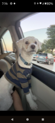 Reunited Male Dog last seen Overly Drive, Lake Dallas, TX 75065