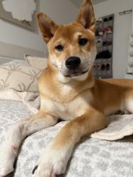 Lost Female Dog last seen Amara at Metrowest, Orlando, FL 32835