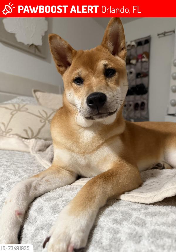 Lost Female Dog last seen Amara at Metrowest, Orlando, FL 32835