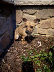 Found/Stray Female Dog last seen Spence Rd, Lillington, Nc, Usa, Lillington, NC 27546