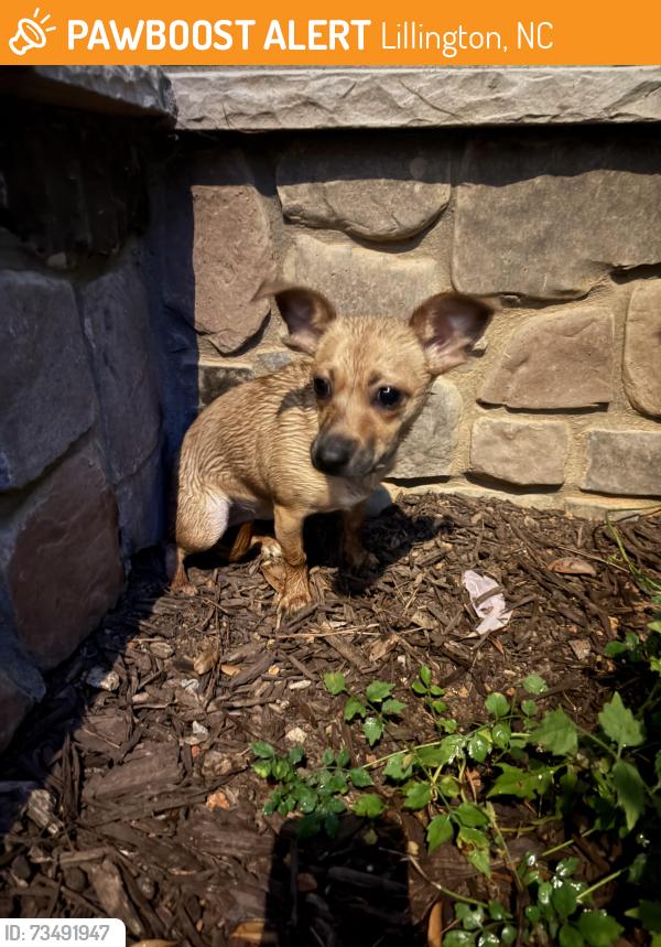 Found/Stray Female Dog last seen Spence Rd, Lillington, Nc, Usa, Lillington, NC 27546