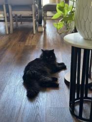 Reunited Male Cat last seen Ash Tree Circle, Hall County, GA 30548