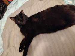Lost Female Cat last seen Near & broadway, Merrillville, IN 46410