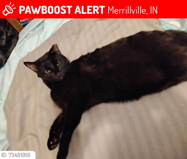 Lost Female Cat last seen Near & broadway, Merrillville, IN 46410