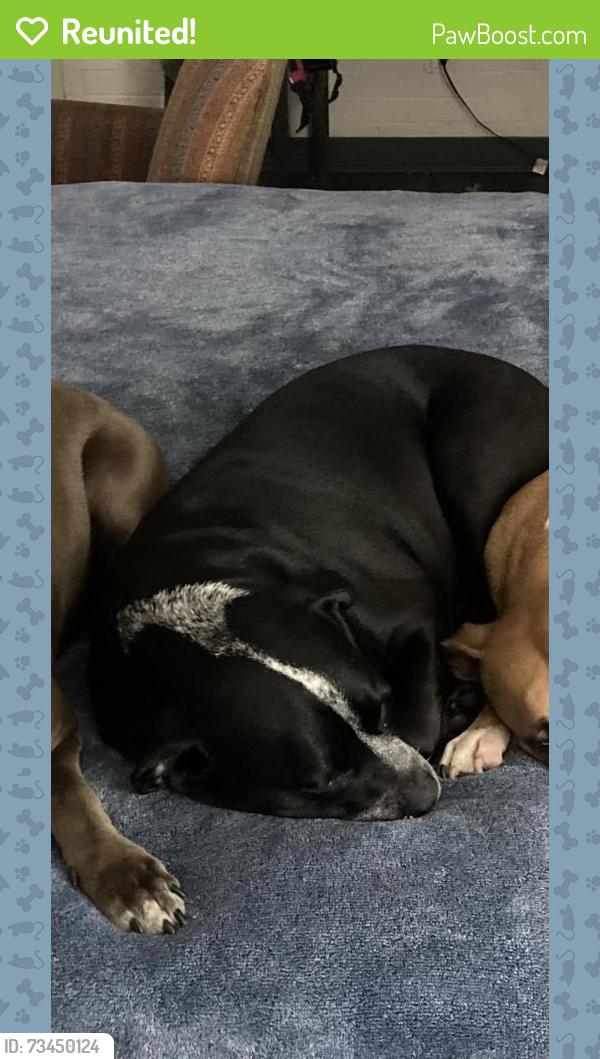 Reunited Female Dog last seen Eubank and Lomas, Albuquerque, NM 87108