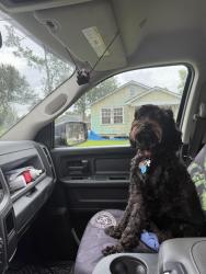 Lost Female Dog last seen Ocshner clinic, LaPlace, LA 70068