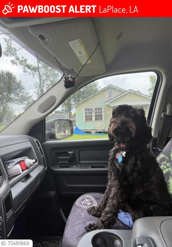 Lost Female Dog last seen Ocshner clinic, LaPlace, LA 70068