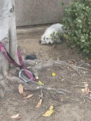 Found/Stray Unknown Dog last seen Rowland st and Eremland drive, Covina, CA 91723