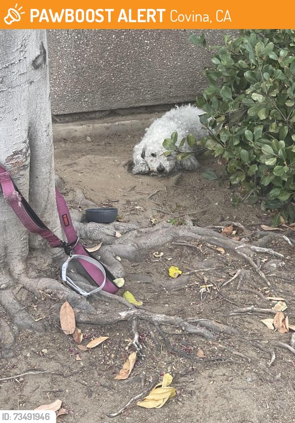 Found/Stray Unknown Dog last seen Rowland st and Eremland drive, Covina, CA 91723